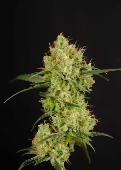 World War 3 Autoflower by President Seeds, Autoflower cannabis strain