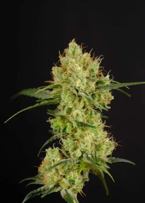 World War 3 Autoflower by President Seeds, Autoflower cannabis strain