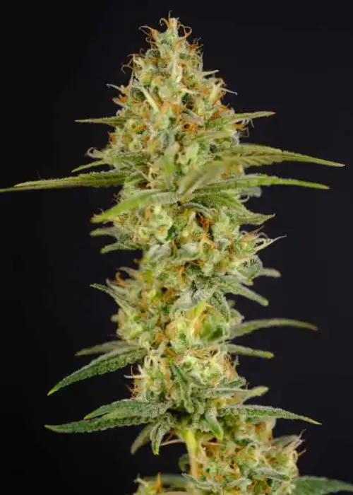 World War 3 by President Seeds, Photoperiod cannabis strain