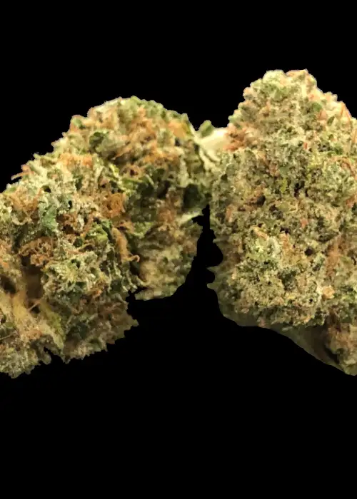 WRX99 by Rare Dankness, Photoperiod cannabis strain