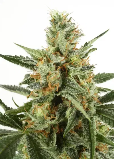 WSS Skunk Autoflowering by WeedSeedShop, Autoflower cannabis strain