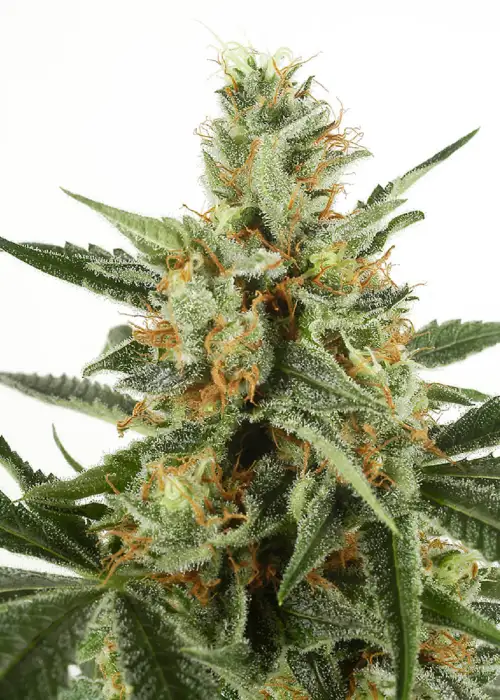 WSS Skunk Autoflowering by WeedSeedShop, Autoflower cannabis strain