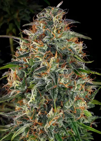 WSS Skunk Feminized by WeedSeedShop, Photoperiod cannabis strain