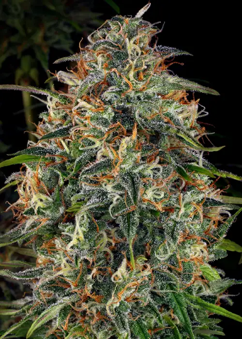 WSS Skunk Feminized by WeedSeedShop, Photoperiod cannabis strain