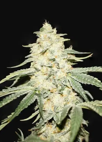Wy-Kiki by T.H.Seeds, Photoperiod cannabis strain