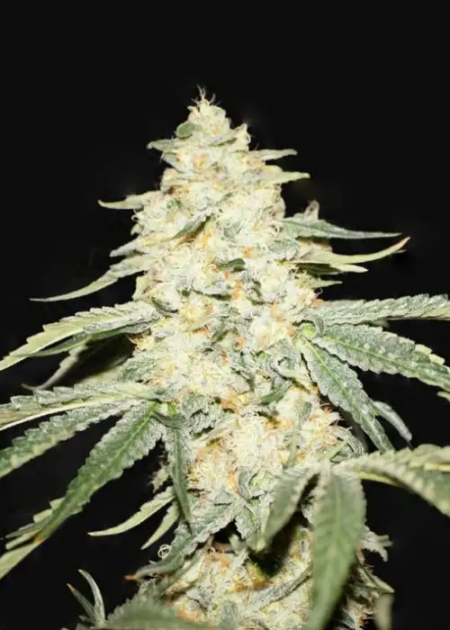Wy-Kiki by T.H.Seeds, Photoperiod cannabis strain