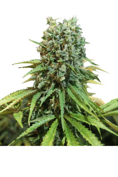 X-Berry by Apex Seeds, Photoperiod cannabis strain