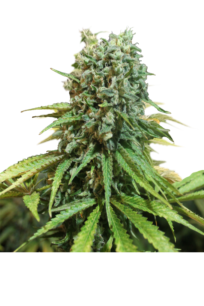 X-Berry by Apex Seeds, Photoperiod cannabis strain