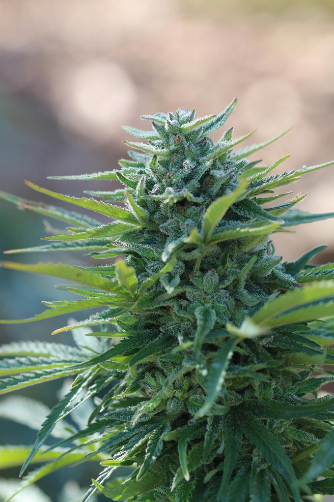 X-Kunk by Apex Seeds, Photoperiod cannabis strain