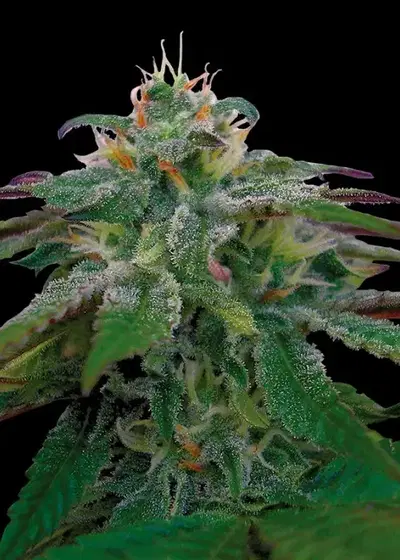 X18 Pure Pakistani by Reserva Privada, Photoperiod cannabis strain