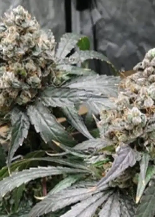 Xanadu by Katsu Seeds, Photoperiod cannabis strain