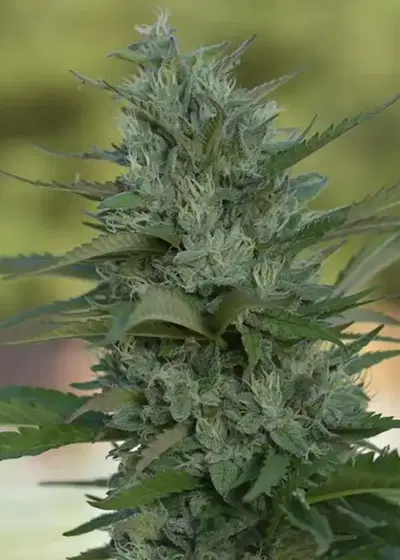 XJ-13 by Coastal Genetics, Photoperiod cannabis strain
