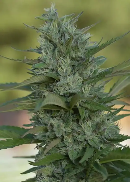 XJ-13 by Coastal Genetics, Photoperiod cannabis strain