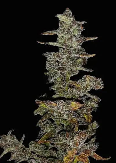 Xmas Tree Automatic by Club Riot Seeds, Autoflower cannabis strain