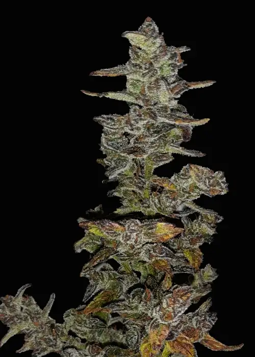 Xmas Tree Automatic by Club Riot Seeds, Autoflower cannabis strain