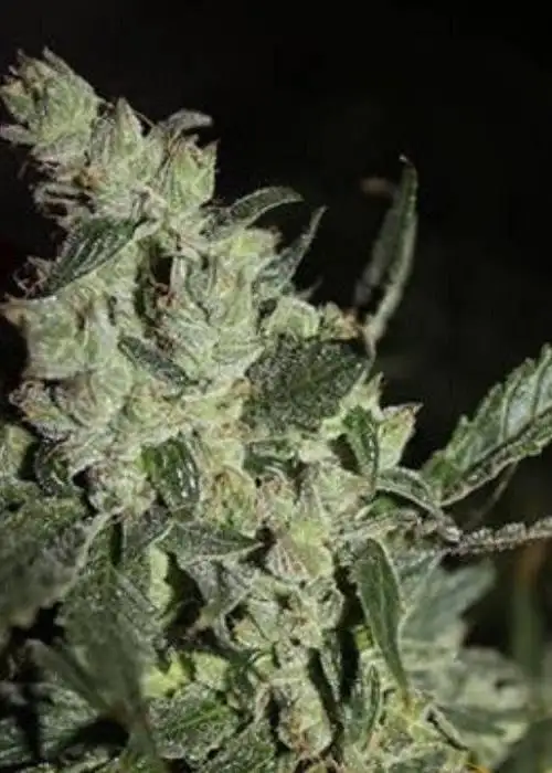 Xodus #1 by Real Gorilla Seeds, Photoperiod cannabis strain