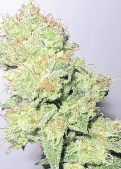 Y Griega CBD by Medical Seeds, Photoperiod cannabis strain