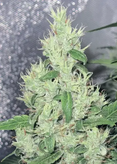 Y Griega by Medical Seeds, Photoperiod cannabis strain