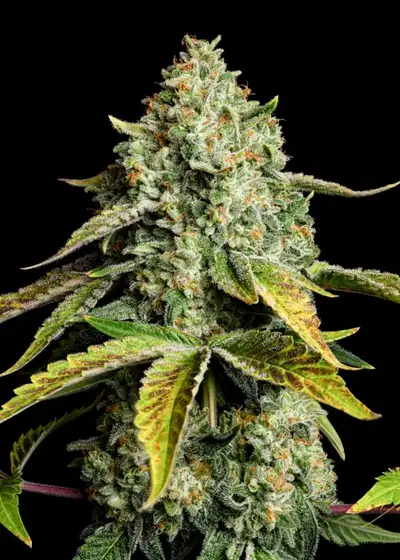 Yellow zushi by Premium Cultivars, Photoperiod cannabis strain