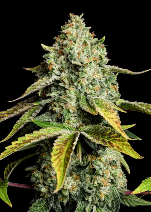 Yellow zushi by Premium Cultivars, Photoperiod cannabis strain
