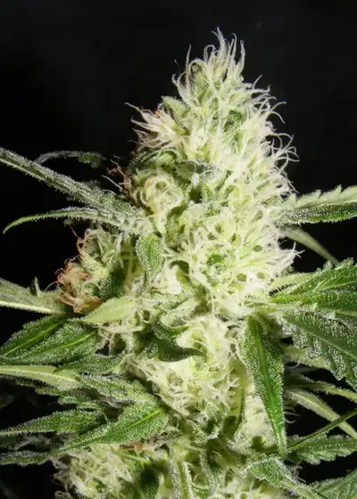 Yellowstone by The Kush Brothers, Photoperiod cannabis strain