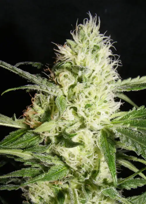 Yellowstone by The Kush Brothers, Photoperiod cannabis strain
