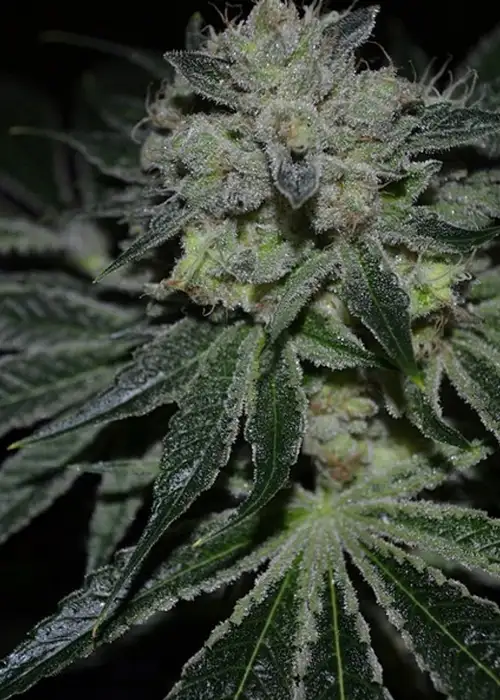 Yerba Buena by Gage Green, Photoperiod cannabis strain