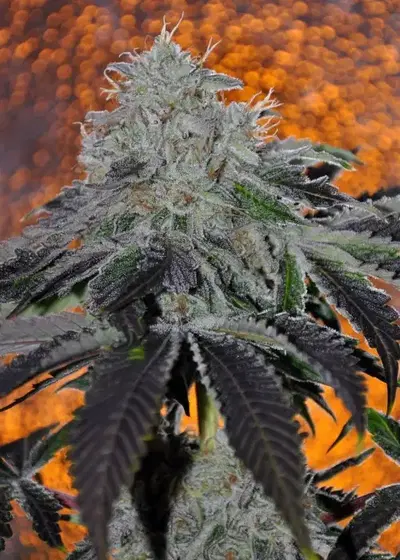 Yoda Soda by Ocean Grown Seeds, Photoperiod cannabis strain