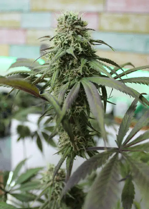 Yumbolt x Banana by Cream of the Crop Seeds, Photoperiod cannabis strain