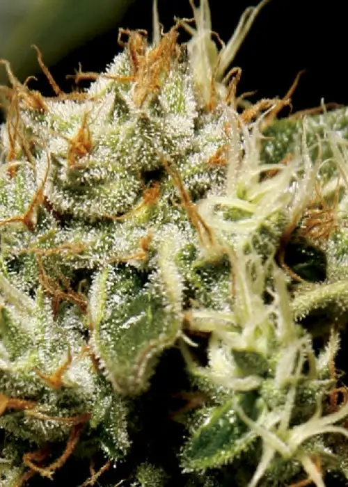 Yumbolt by CBD Seeds, Photoperiod cannabis strain