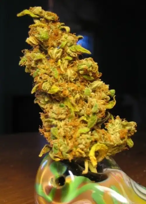 Yummy by Resin seeds, Photoperiod cannabis strain