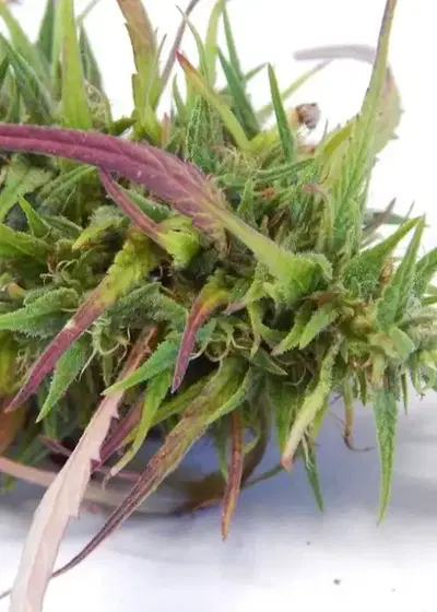 Yunnan Dragon by Dragons Flame Genetics, Photoperiod cannabis strain
