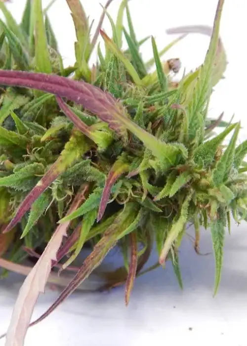 Yunnan Dragon by Dragons Flame Genetics, Photoperiod cannabis strain