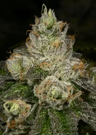 Z-Face by Archive Seed Bank, Photoperiod cannabis strain