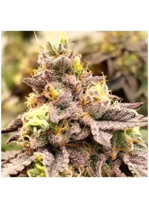 Z Pointer by Grounded Genetics, Photoperiod cannabis strain