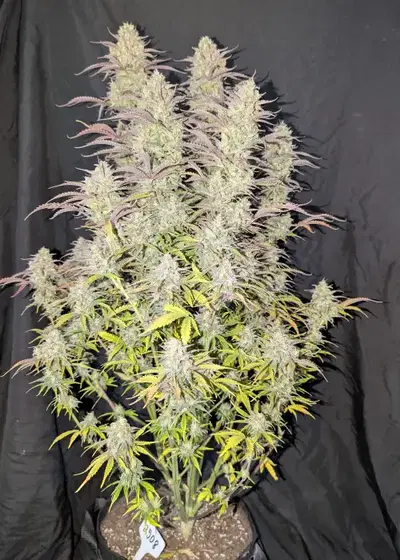 Z-Up Auto™ by Fast Buds, Autoflower cannabis strain
