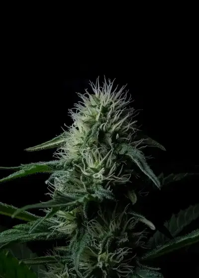 Z Valley Auto by Positronics Seeds, Autoflower cannabis strain