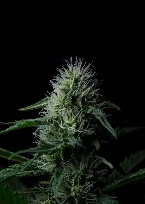 Z Valley Auto by Positronics Seeds, Autoflower cannabis strain