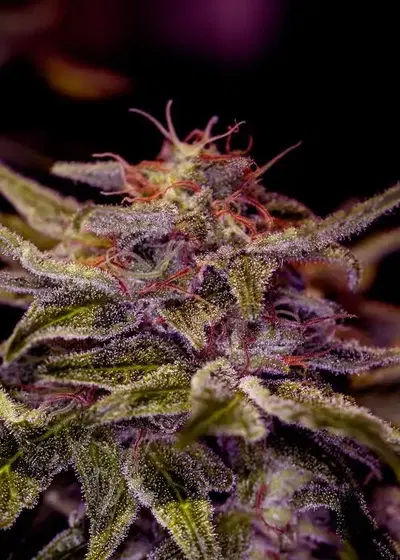 Z Valley by Positronics Seeds, Photoperiod cannabis strain