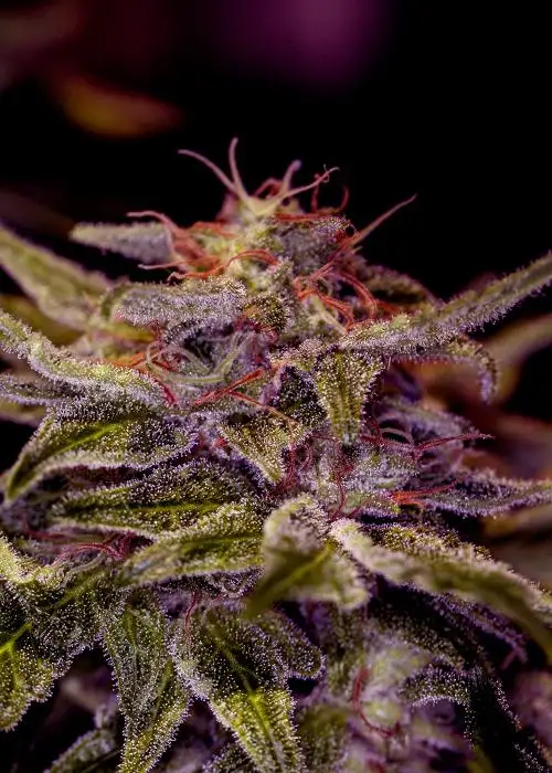 Z Valley by Positronics Seeds, Photoperiod cannabis strain