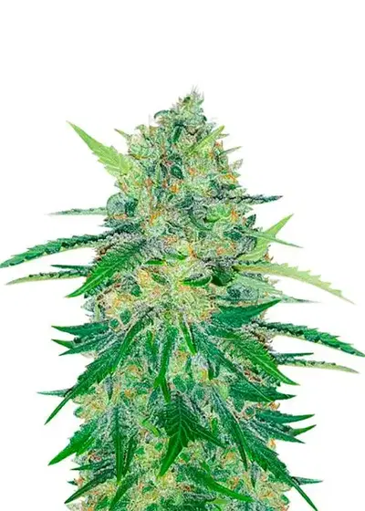 Za-Za OG by Herbies Seeds, Photoperiod cannabis strain