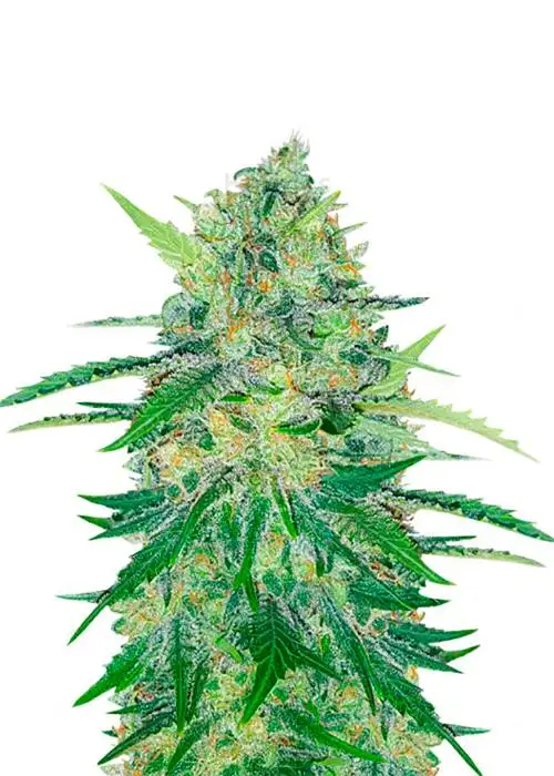 Za-Za OG by Herbies Seeds, Photoperiod cannabis strain
