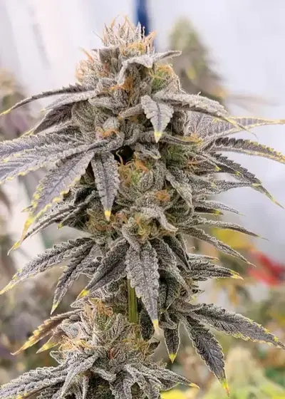 Zahiti Lime by Oni Seed co., Photoperiod cannabis strain