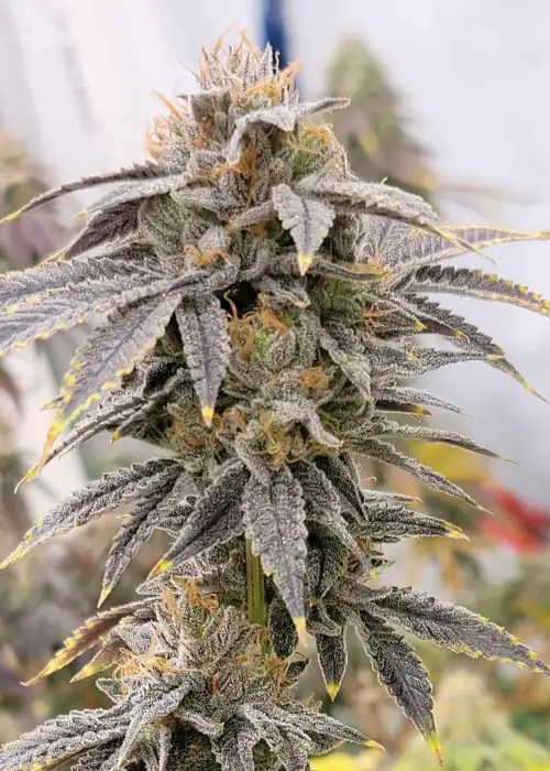 Zahiti Lime by Oni Seed co., Photoperiod cannabis strain
