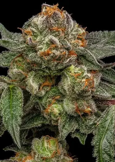 Zake by Ripper Seeds, Photoperiod cannabis strain