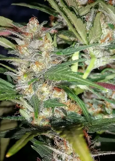 Zamaldelica Express by Night Owl Seeds, Autoflower cannabis strain