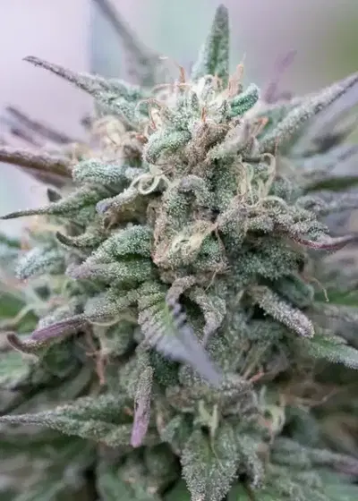 Zamaldelica x Kali China by ACE Seeds, Photoperiod cannabis strain