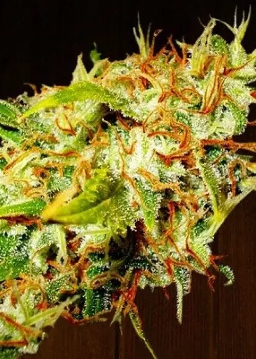 Zamaldelica by ACE Seeds, Photoperiod cannabis strain