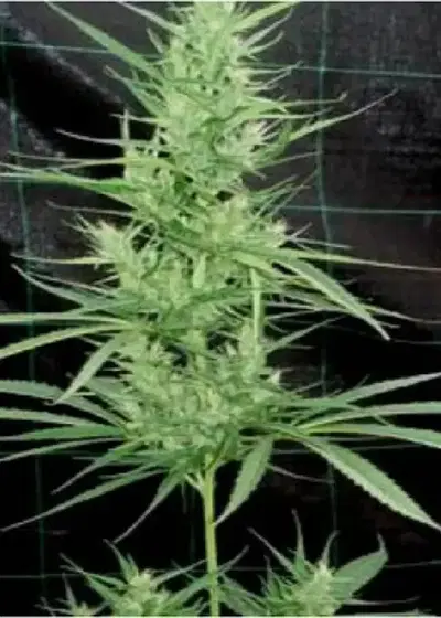 Zambian by Tropical Seeds Company, Photoperiod cannabis strain