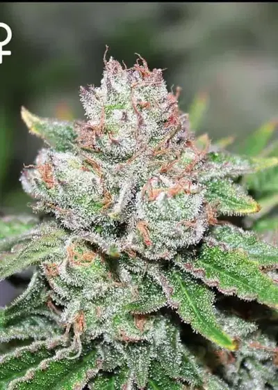 Zangria by Fiya Farmer, Photoperiod cannabis strain